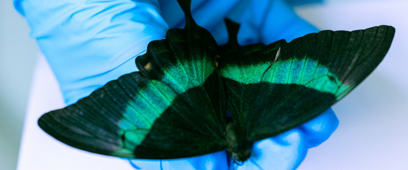 Butterfly_May 02, 2025-_24A3701.jpeg